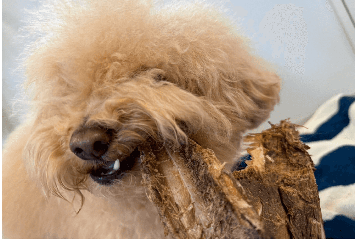 犬